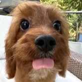 キャバプー(トイプードル×キャバリア)【神奈川県・男の子・2025年6月13日・レッド&ホワイト】の写真7