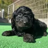 ダップー(トイプードル×ダックスフンド)【神奈川県・男の子・2025年9月27日・ブラックタン】の写真8