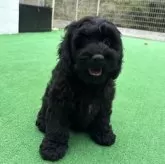 コッカプー(トイプードル×アメリカンコッカースパニエル)【神奈川県・男の子・2025年7月19日・ブラック&ホワイト】の写真13