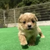 ペキプー(トイプードル×ペキニーズ)【神奈川県・女の子・2025年8月19日・レッド&ホワイト】の写真8