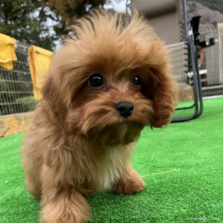 ID:2210-02029の子犬