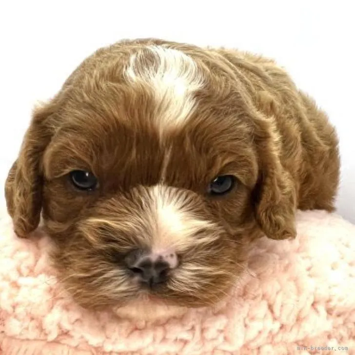 M 様のお迎えした子犬