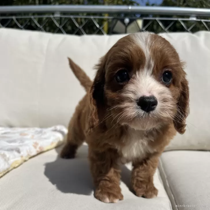 けん 様のお迎えした子犬