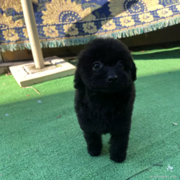 ID：2311-03711の子犬