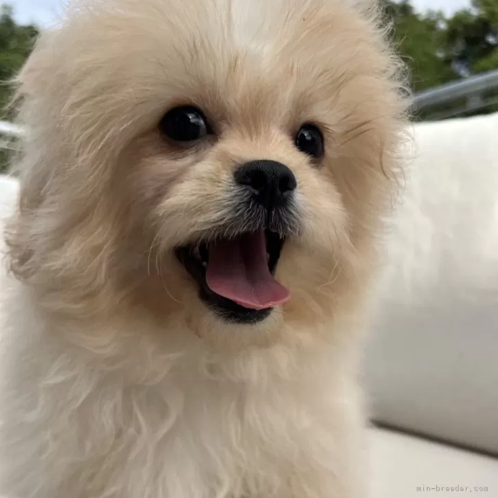 ID:2407-05136の子犬