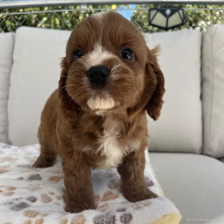 ID：2401-04364の子犬