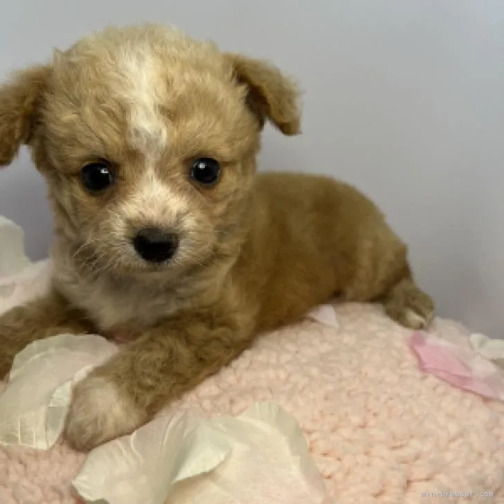 Y.A 様のお迎えした子犬