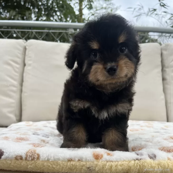 ID：2311-05350の子犬