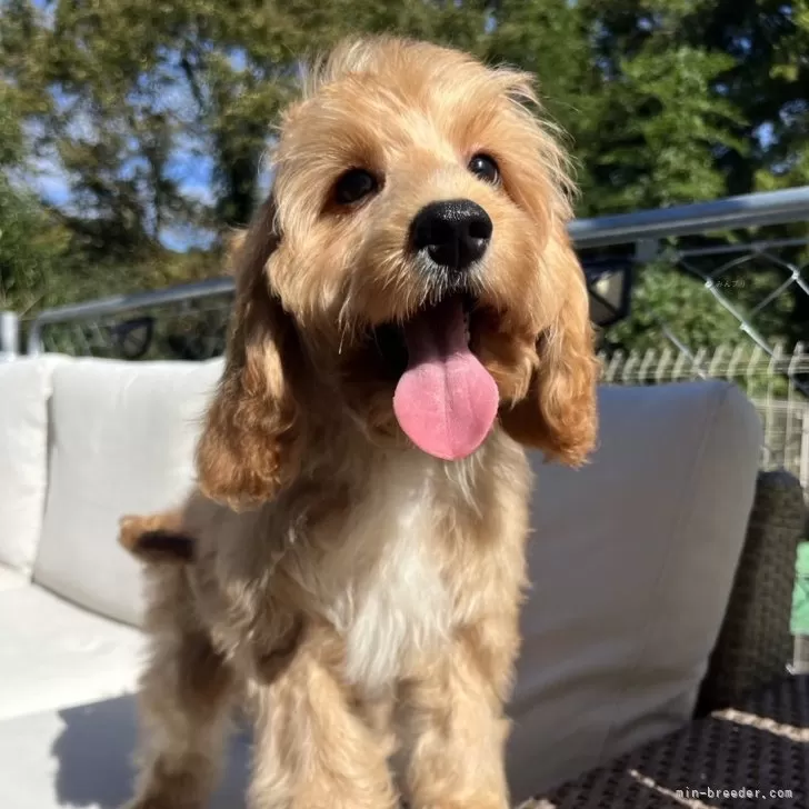 ID:2407-05148の子犬