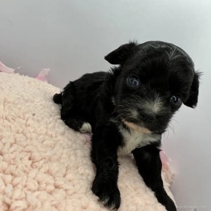 ID：2208-05391の子犬