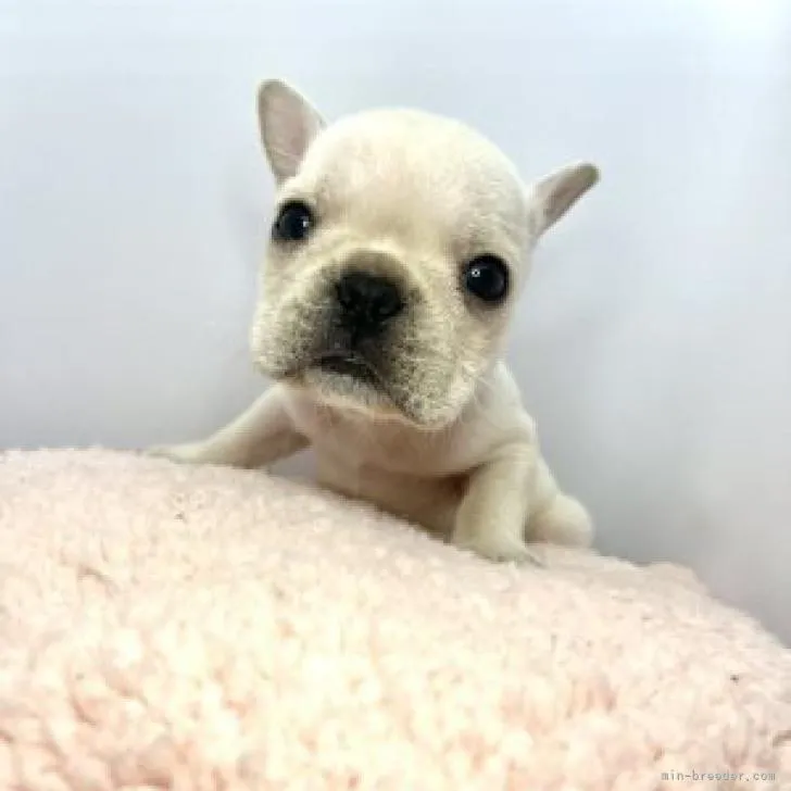 ID:2208-05491の子犬