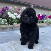 トイプードル(トイ)【神奈川県・女の子・2023年10月9日・ブラック】の写真1「12/6撮影📸」