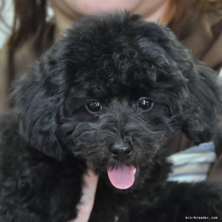 ID:2506-04892の子犬