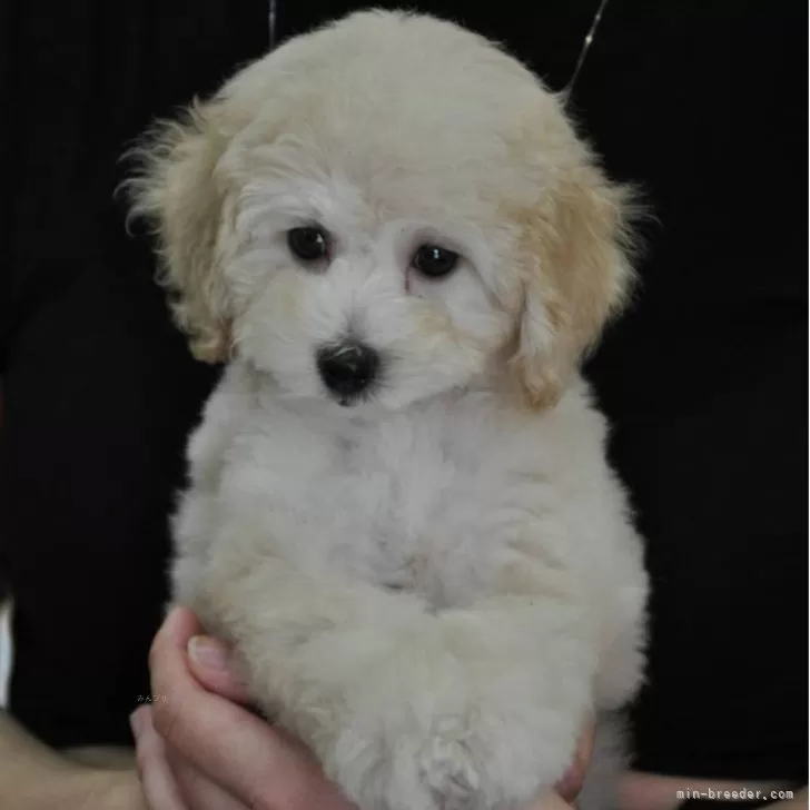 ID：2506-05275の子犬
