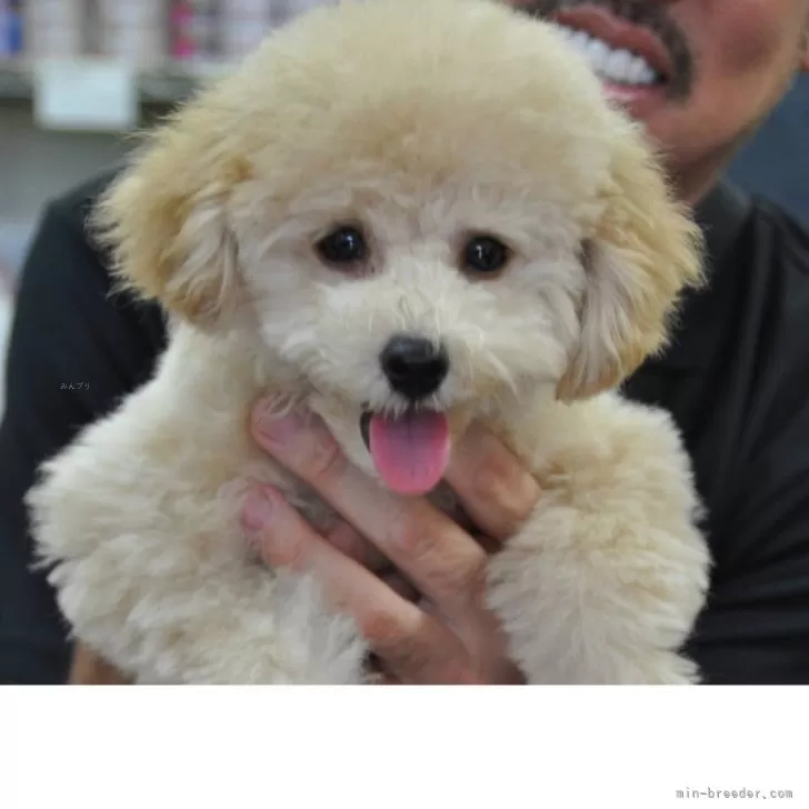 ID:2506-06255の子犬