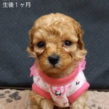 ティーカッププードル【大阪府・女の子・2025年9月16日・オレンジフォーン】の写真「可愛い顔してます。」