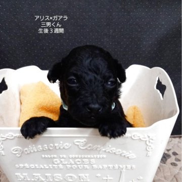 タイニープードル【大阪府・男の子・2025年8月8日・ブラック】の写真「綺麗なブラックです。」
