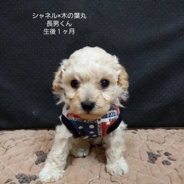 ティーカッププードル【大阪府・男の子・2025年7月17日・ペールフォーン(ホワイトに近い)】の写真「パパの木ノ葉丸くんにそっくり。」