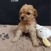 タイニープードル
