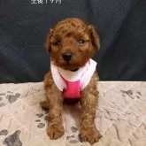 タイニープードル