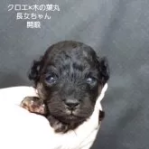 ティーカッププードル