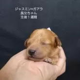 タイニープードル