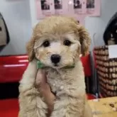 タイニープードル
