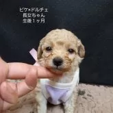 タイニープードル