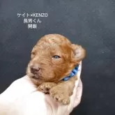 タイニープードル