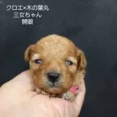 ティーカッププードル