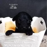 タイニープードル