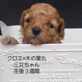 ティーカッププードル