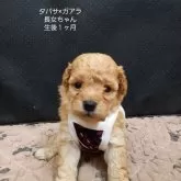 タイニープードル