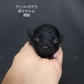 ティーカッププードル