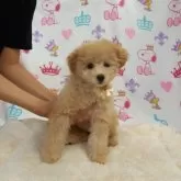 タイニープードル