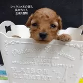 ティーカッププードル