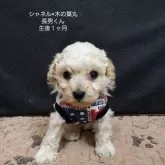 ティーカッププードル