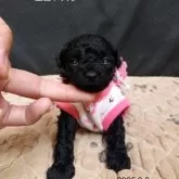 ティーカッププードル