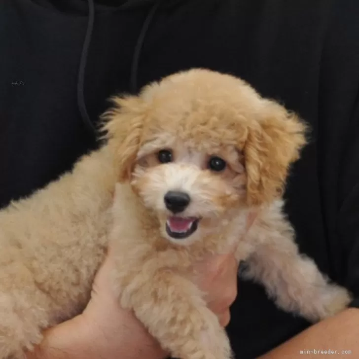 ID:2409-07716の子犬