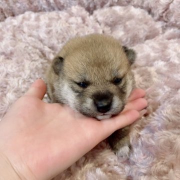 柴犬(豆柴)【大阪府・女の子・2025年4月7日・赤毛】の写真「小さくてとても可愛い子です(^^)」