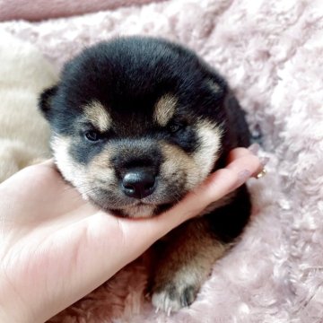 豆柴【大阪府・男の子・2025年10月6日・黒毛】の写真「すくすく成長中(^^)」