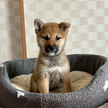 柴犬(標準サイズ)【大阪府・女の子・2024年10月27日・赤毛】の写真「血統優秀でとても可愛いです(^^)」