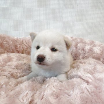 柴犬(豆柴)【大阪府・女の子・2025年4月11日・白毛】の写真「小さくてとても可愛い子です(^^)」