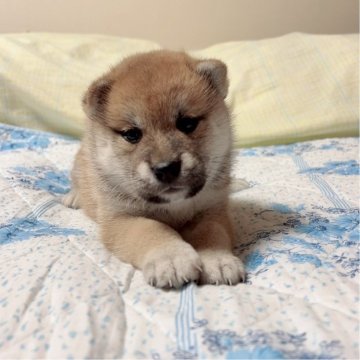 柴犬(標準サイズ)【大阪府・女の子・2025年6月28日・赤毛】の写真「血統優秀でとても可愛い子です(^^)」