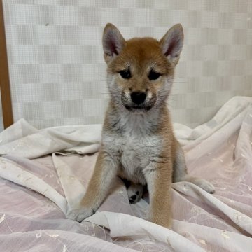 柴犬(標準サイズ)【大阪府・女の子・2025年6月28日・赤毛】の写真「血統優秀でとても可愛い子です(^^)」