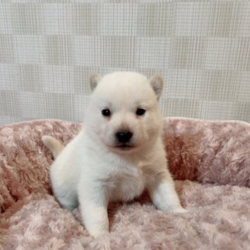 北海道犬【大阪府・女の子・2025年4月26日・白毛】の写真「とても可愛い子です(^^)」