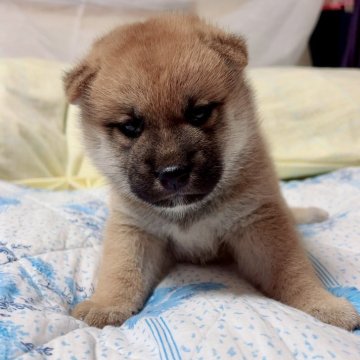 柴犬(標準サイズ)【大阪府・男の子・2025年6月28日・赤毛】の写真「血統優秀でとても可愛い子です(^^)」