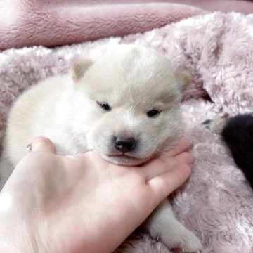 豆柴【大阪府・男の子・2025年10月6日・白毛】の写真「すくすく成長中(^^)」