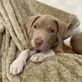 ミックス(アメリカンスタッフォードシャーテリア×アメリカンピットブルテリア)【大阪府・男の子・2024年9月22日・フォーン】の写真1