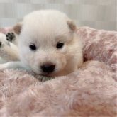 北海道犬